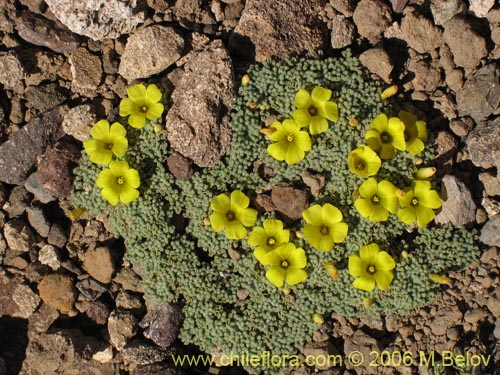 Image of Oxalis sp. #1679 (). Click to enlarge parts of image.