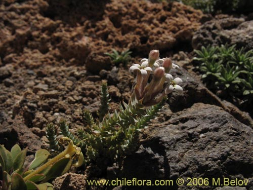 Image of Arjona patagonica (). Click to enlarge parts of image.