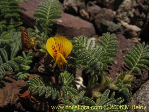 Bild von Adesmia sp. #1309 (). Klicken Sie, um den Ausschnitt zu vergrössern.