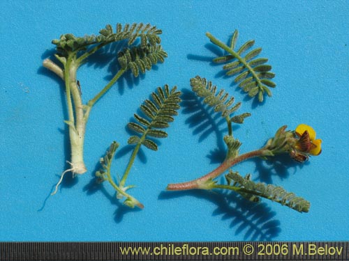 Bild von Adesmia sp. #1309 (). Klicken Sie, um den Ausschnitt zu vergrössern.