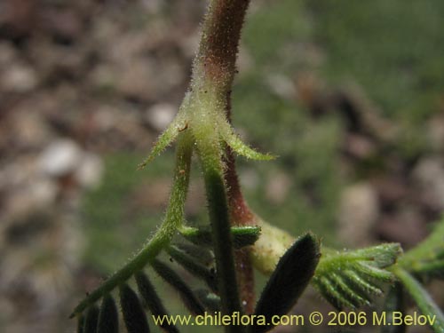 Bild von Adesmia sp. #1309 (). Klicken Sie, um den Ausschnitt zu vergrössern.