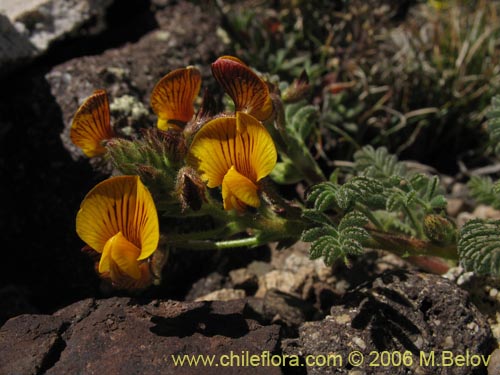 Bild von Adesmia sp. #1309 (). Klicken Sie, um den Ausschnitt zu vergrössern.