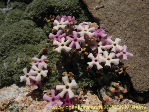 Image of Verbenaceae sp. #1905 (). Click to enlarge parts of image.