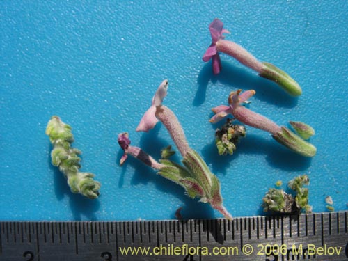 Image of Verbenaceae sp. #1905 (). Click to enlarge parts of image.