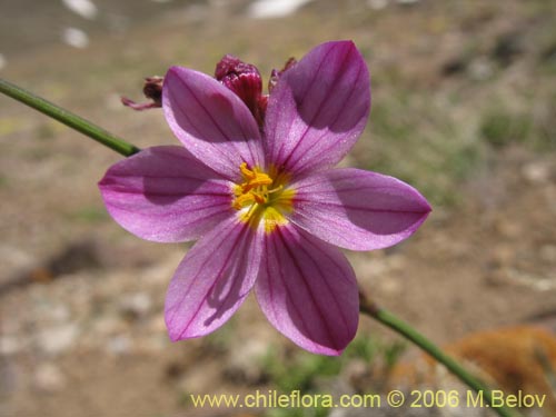 Image of Sisyrinchium sp. #1708 (). Click to enlarge parts of image.