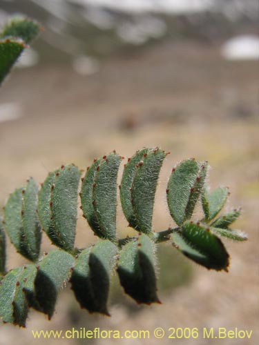 Image of Adesmia sp. #1671 (). Click to enlarge parts of image.