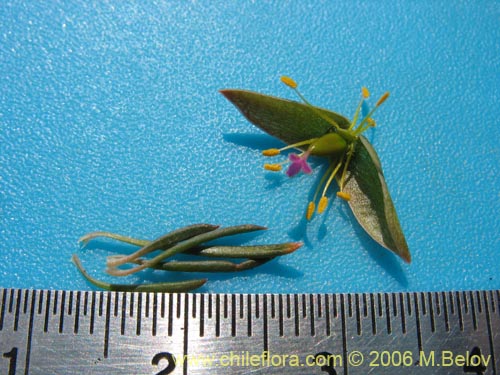 Portulacaceae sp. #1901的照片