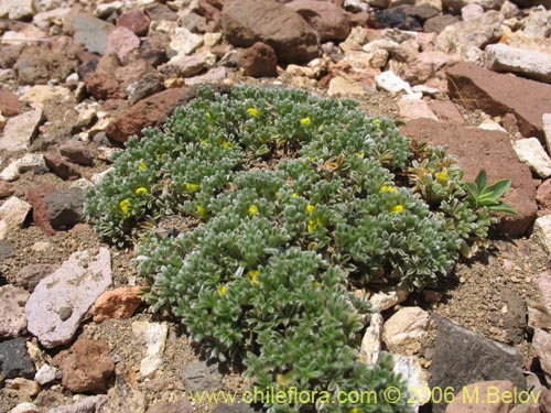 Bild von Adesmia glomerula (). Klicken Sie, um den Ausschnitt zu vergrössern.