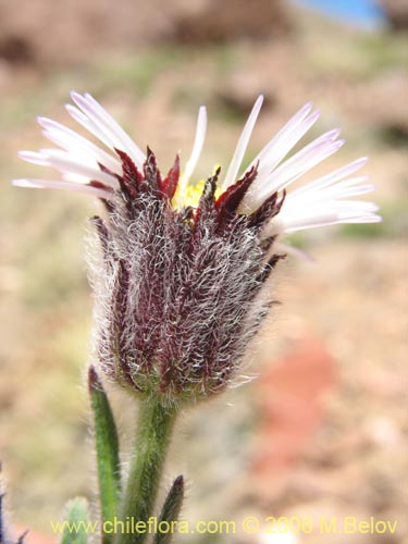 Bild von Erigeron sp. #1307 (). Klicken Sie, um den Ausschnitt zu vergrössern.
