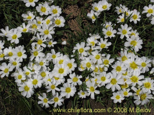 Image of Calandrinia affinis (). Click to enlarge parts of image.
