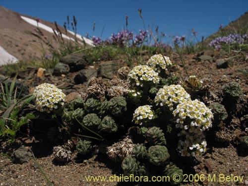 Bild von Nassauvia lagascae (Repollito / Nassauvia pigmea). Klicken Sie, um den Ausschnitt zu vergrössern.