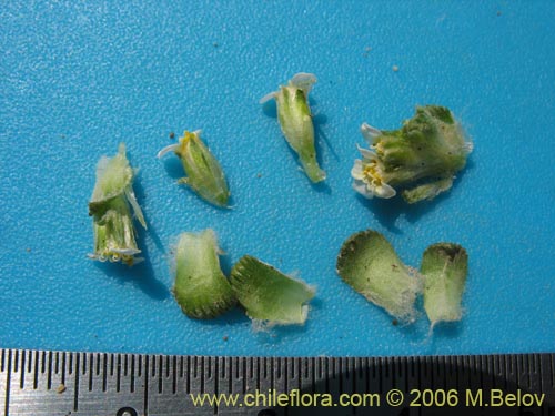 Bild von Nassauvia lagascae (Repollito / Nassauvia pigmea). Klicken Sie, um den Ausschnitt zu vergrössern.