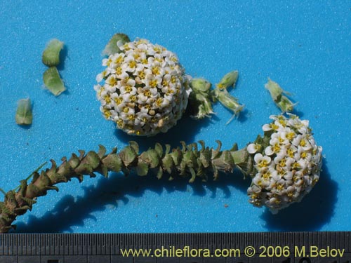 Bild von Nassauvia lagascae (Repollito / Nassauvia pigmea). Klicken Sie, um den Ausschnitt zu vergrössern.