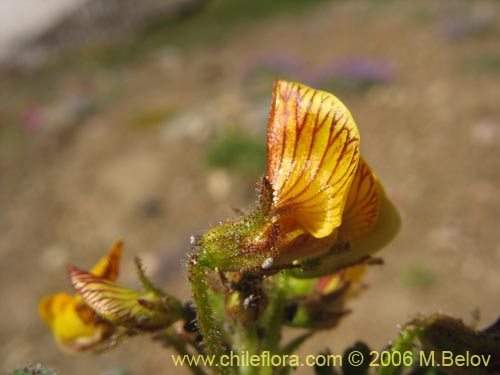 Image of Adesmia sp. #3143 (). Click to enlarge parts of image.