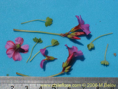 Oxalis squamataの写真