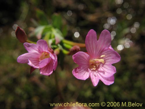 Bild von Epilobium sp. #1675 (). Klicken Sie, um den Ausschnitt zu vergrössern.