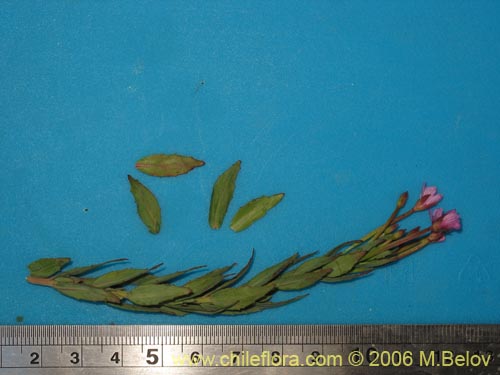 Bild von Epilobium sp. #1675 (). Klicken Sie, um den Ausschnitt zu vergrössern.