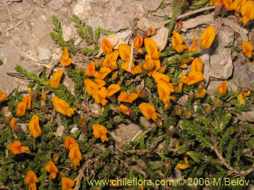 Bild von Anarthrophyllum cummingi (). Klicken Sie, um den Ausschnitt zu vergrössern.