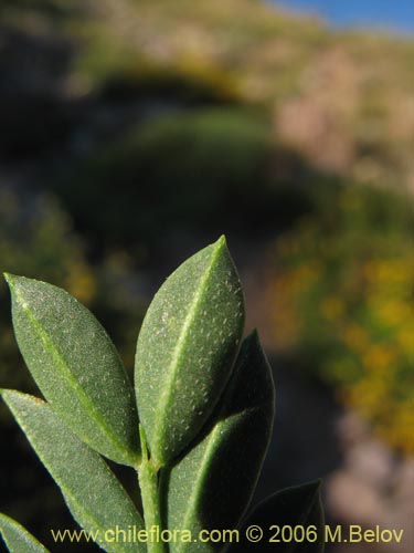 Image of Adesmia sp. #1668 (). Click to enlarge parts of image.