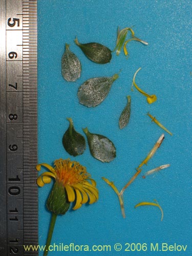 Haplopappus sp. #1670の写真