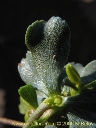 Haplopappus sp. #1670の写真