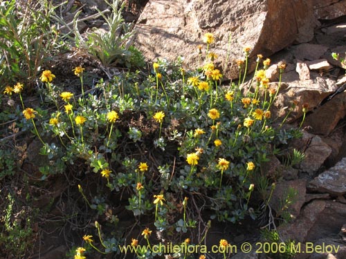 Bild von Haplopappus sp. #1670 (). Klicken Sie, um den Ausschnitt zu vergrössern.