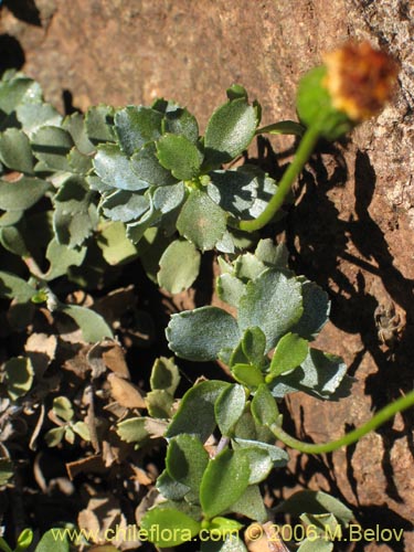 Bild von Haplopappus sp. #1670 (). Klicken Sie, um den Ausschnitt zu vergrössern.
