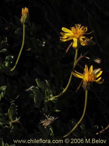 Image of Haplopappus sp. #1669 (). Click to enlarge parts of image.