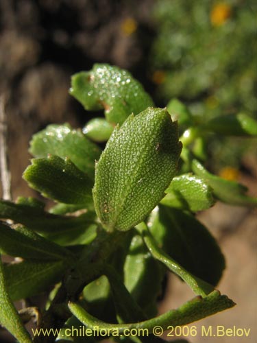 Image of Haplopappus sp. #1669 (). Click to enlarge parts of image.