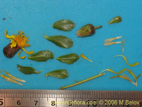 Image of Haplopappus sp. #1669 (). Click to enlarge parts of image.