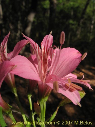 Bild von Alstroemeria presliana ssp. presliana (Alstroemeria). Klicken Sie, um den Ausschnitt zu vergrössern.