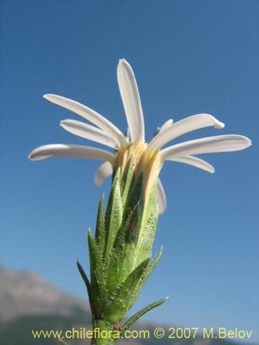 Image of Perezia recurvata (Perezia). Click to enlarge parts of image.