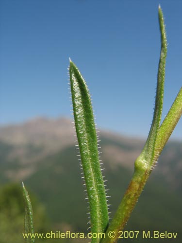 Image of Perezia recurvata (Perezia). Click to enlarge parts of image.