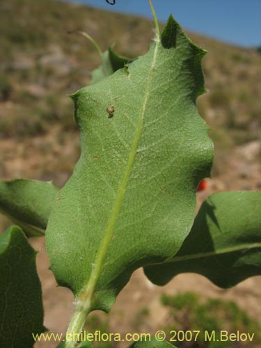Image of Mutisia cana (Clavel del Campo). Click to enlarge parts of image.