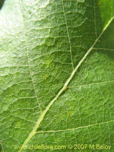 Image of Nothofagus macrocarpa (Roble de Santiago). Click to enlarge parts of image.