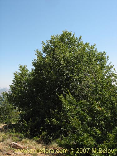 Image of Nothofagus macrocarpa (Roble de Santiago). Click to enlarge parts of image.
