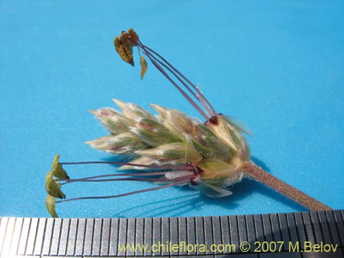 Image of Plantago grandiflora (). Click to enlarge parts of image.