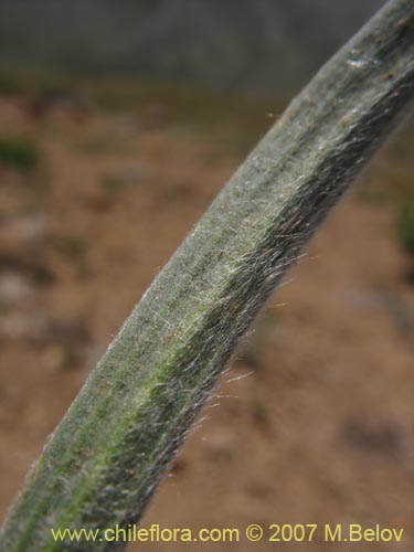 Bild von Gnaphalium viravira (viravira / hierba de la vida / hierba de la diuca). Klicken Sie, um den Ausschnitt zu vergrössern.