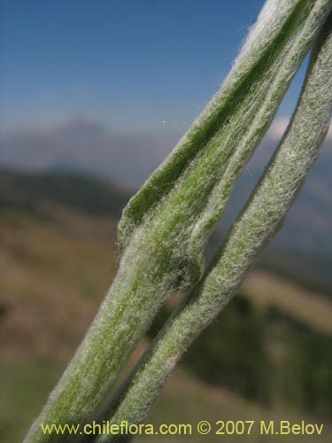 Bild von Gnaphalium viravira (viravira / hierba de la vida / hierba de la diuca). Klicken Sie, um den Ausschnitt zu vergrössern.
