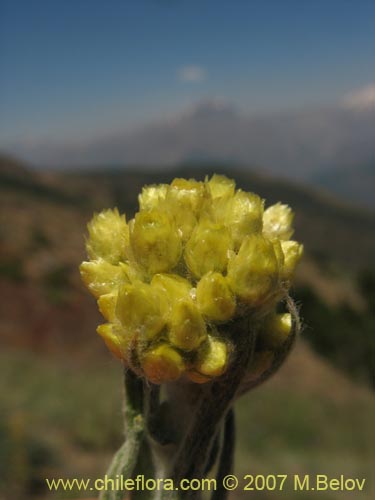 Bild von Gnaphalium viravira (viravira / hierba de la vida / hierba de la diuca). Klicken Sie, um den Ausschnitt zu vergrössern.