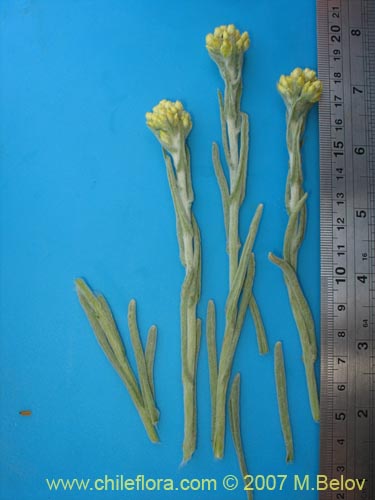 Bild von Gnaphalium viravira (viravira / hierba de la vida / hierba de la diuca). Klicken Sie, um den Ausschnitt zu vergrössern.