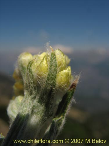 Bild von Gnaphalium viravira (viravira / hierba de la vida / hierba de la diuca). Klicken Sie, um den Ausschnitt zu vergrössern.