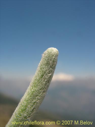 Bild von Gnaphalium viravira (viravira / hierba de la vida / hierba de la diuca). Klicken Sie, um den Ausschnitt zu vergrössern.