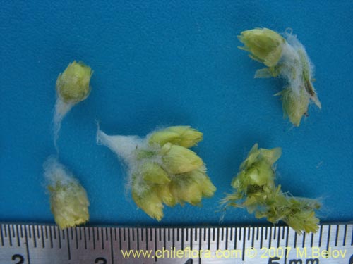 Bild von Gnaphalium viravira (viravira / hierba de la vida / hierba de la diuca). Klicken Sie, um den Ausschnitt zu vergrössern.