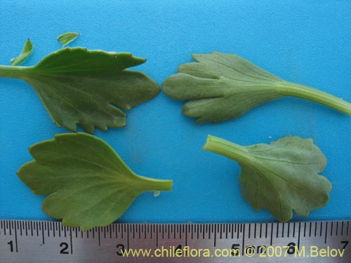 Bild von Azorella incisa (). Klicken Sie, um den Ausschnitt zu vergrössern.