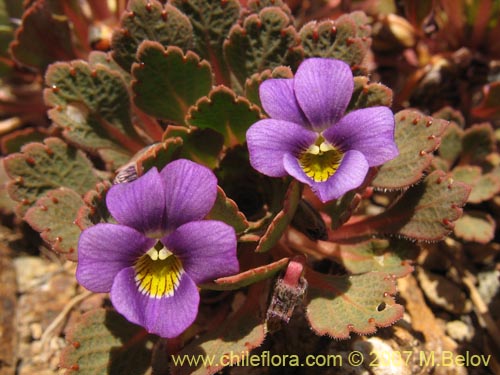 Bild von Viola sp. #1551 (). Klicken Sie, um den Ausschnitt zu vergrössern.