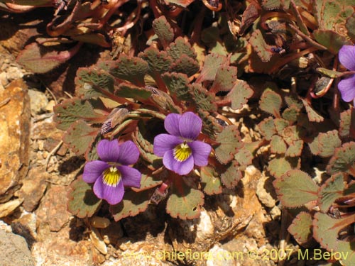Image of Viola sp. #1551 (). Click to enlarge parts of image.