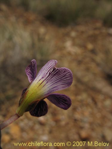 Image of Viola sp. #1551 (). Click to enlarge parts of image.