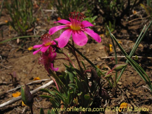 Image of Calandrinia sp. #1019 (). Click to enlarge parts of image.