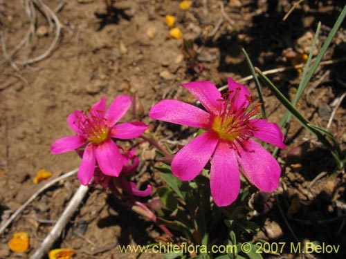 Image of Calandrinia sp. #1019 (). Click to enlarge parts of image.